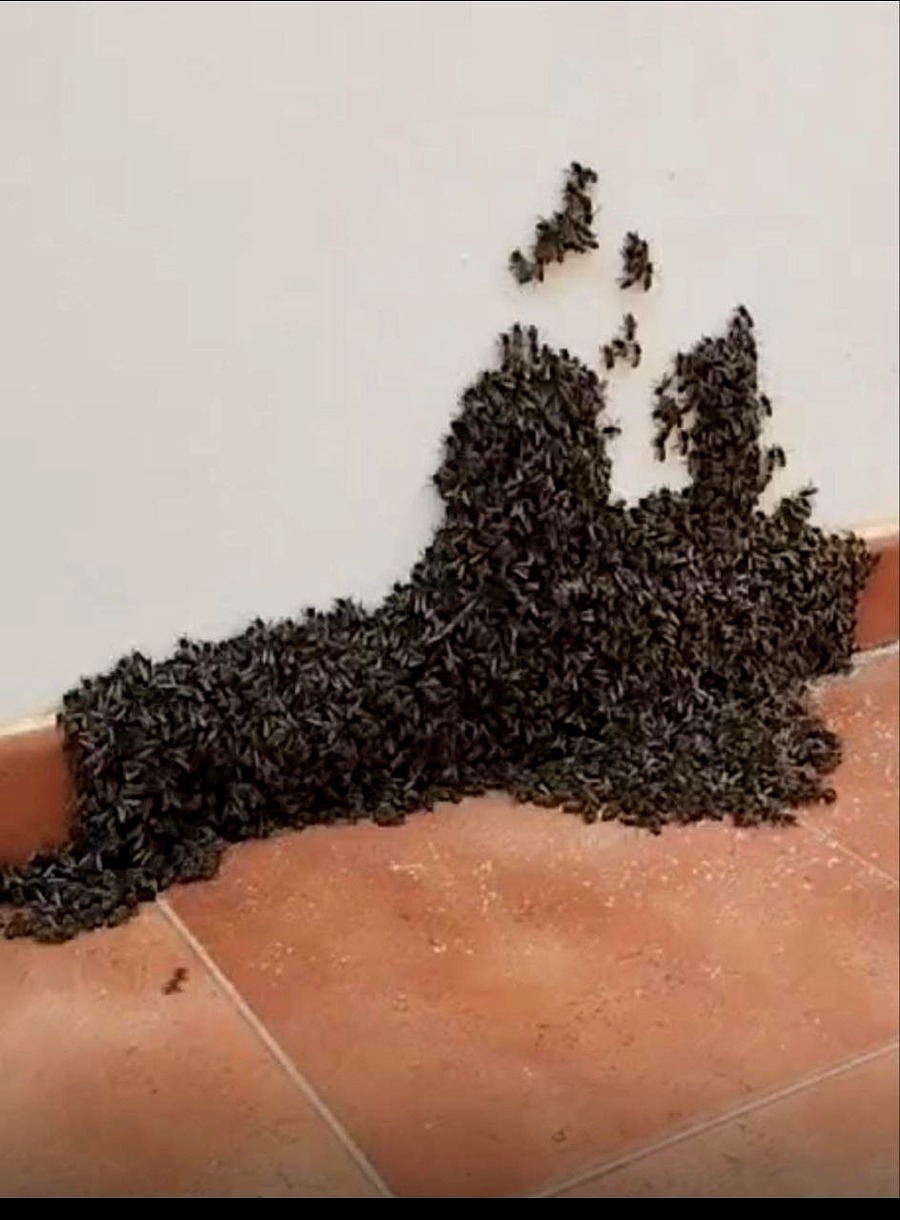 El Cabildo activa el protocolo de retirada de enjambres de abejas tras el aumento de avisos por las lluvias
