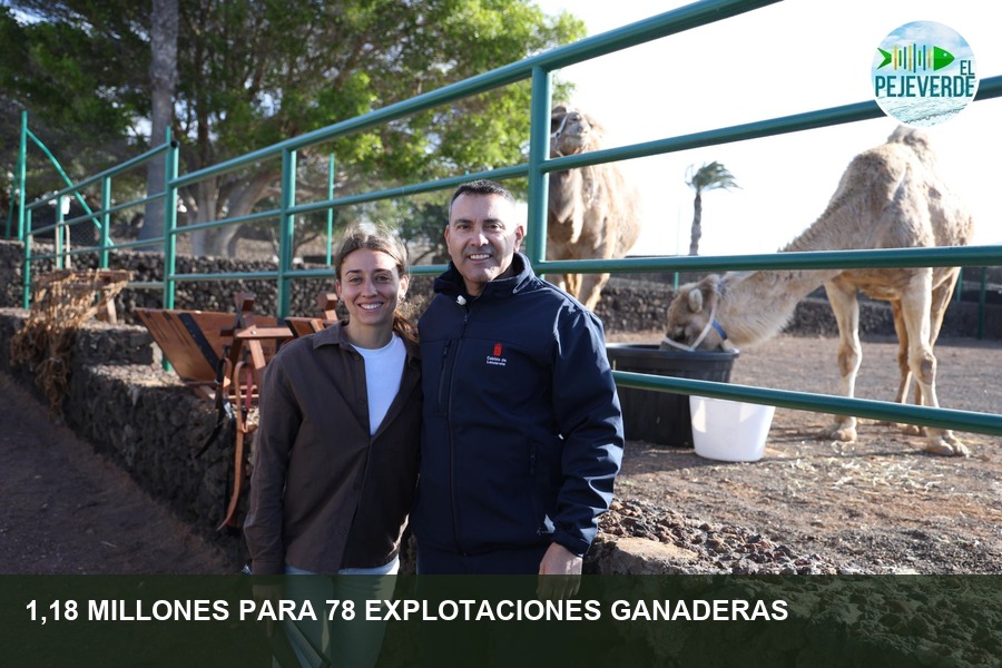 Del ovino al camellar: las ayudas del Cabildo que reconocen la ganadería de la isla