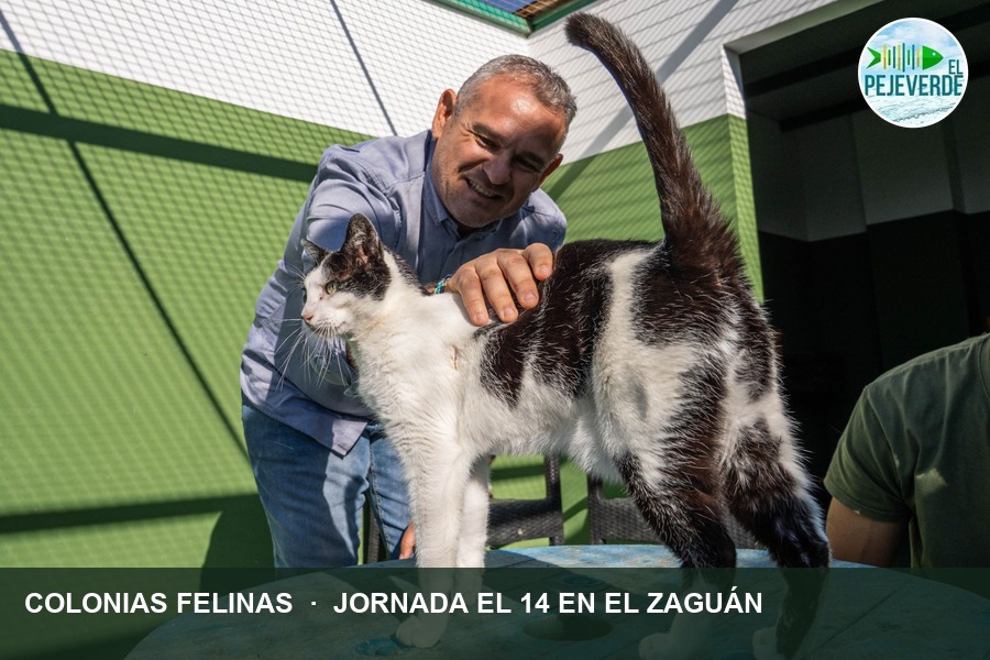 Censo, esterilización y mediación vecinal: el plan de Arrecife para sus colonias felinas