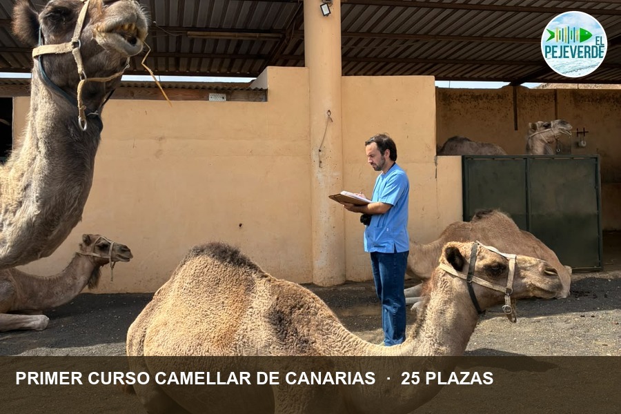 El camello canario lleva catorce años catalogado en peligro de extinción