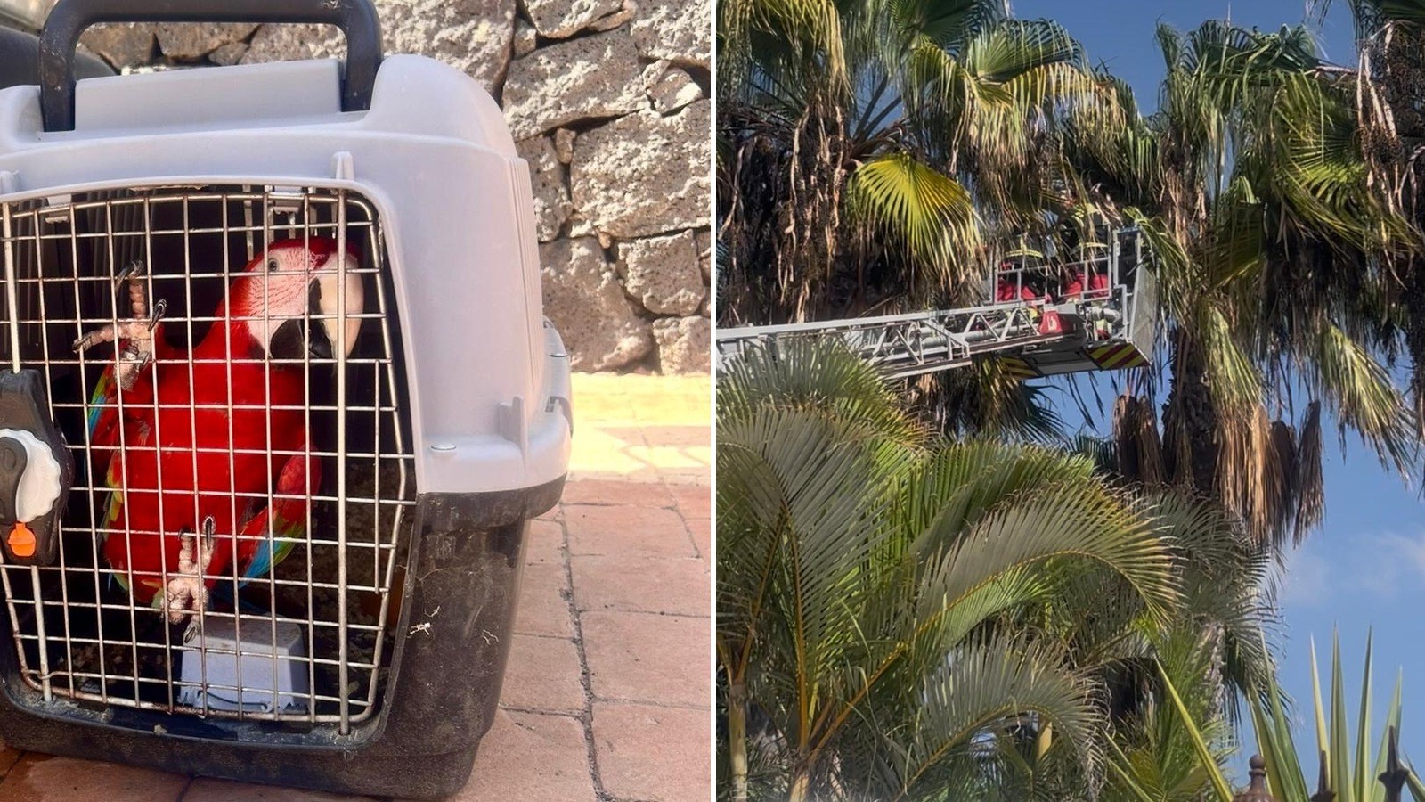 Un guacamayo se escapa en Playa Blanca y los bomberos suben a buscarlo a lo alto de una palmera