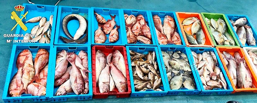 Cajas con los 230 kilogramos de pescado intervenidos por la Guardia Civil en la Reserva Marina de La Graciosa