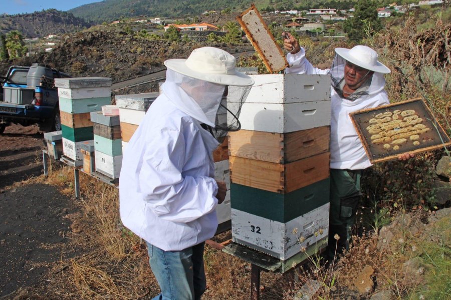 Apicultores de Lanzarote trabajando en sus colmenas, en una imagen de la jornada de entrega de abejas reinas de raza negra canaria organizada por la Granja Agrícola Experimental del Cabildo / Foto: Cabildo de Lanzarote