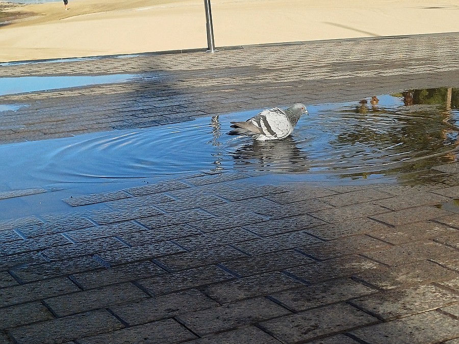 Una paloma se refresca en un charco de agua en plena ola de calor en Lanzarote / Foto: Elpejeverde.com