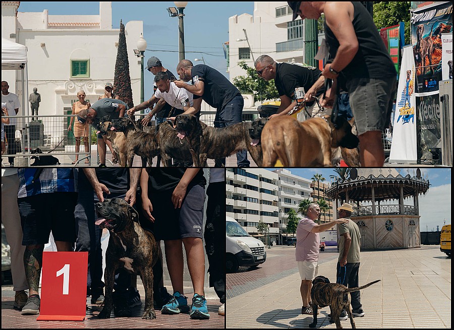Ejemplares de Presa Canario durante el concurso monográfico celebrado en el entorno del quiosco de la música de Arrecife, dentro de las Fiestas de San Ginés, con uno de los ganadores junto al cartel del primer puesto / Foto: [FUENTE — ¿Ayuntamiento, Club, o fotógrafo del evento?]