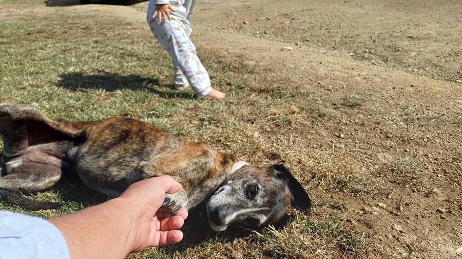 FOTO: Un perro de raza mestiza disfruta del sol en el campo junto a un niño pequeño. Foto: Elpejeverde.com