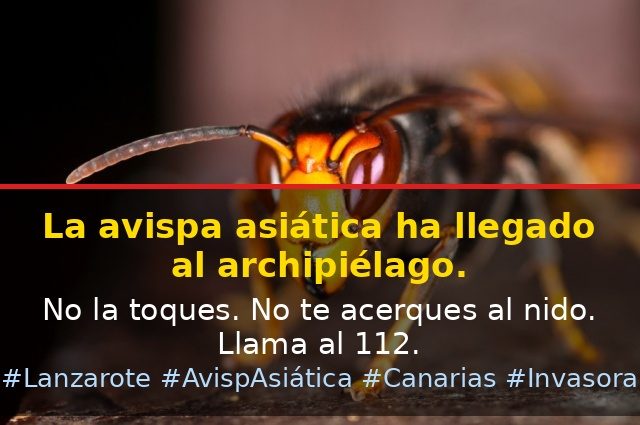 La avispa asiática llega a Canarias: detectada por primera vez en Las Palmas con un nido de 93 ejemplares
