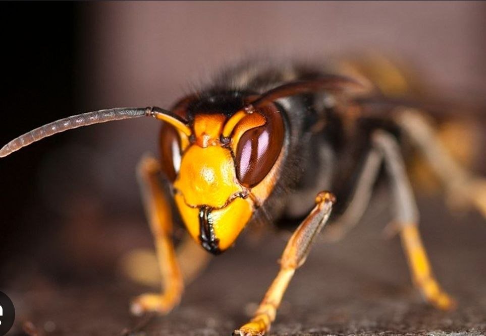 De igual modo, conviene subrayar que los Equipos de Protección Individual (EPI) usados habitualmente en apicultura no protegen adecuadamente frente a la avispa asiática, por lo que la retirada de los potenciales nidos debe reservarse únicamente a personal especializado. De producirse, esta retirada ha de efectuarse además en horario nocturno, cuando desciende la actividad de la colonia.
Las recomendaciones generales a la ciudadanía pasan por tanto por evitar la interacción directa con estas avispas, que solo se muestran agresivas en el entorno inmediato de sus nidos. Cualquier avistamiento debe ser inmediatamente reportado al CECOES (1-1-2) o bien a través del envío de fotos o vídeos de las avispas o sus nidos al WhatsApp de RedEXOS (646 601 457).
Por otra parte, es más probable su detección en el entorno de fuentes, depósitos de agua o piscinas, a donde deben acudir para hidratarse periódicamente y con mayor frecuencia a medida que se aproxima el verano. Al tratarse de una especie carnívora, cuyas principales presas son las abejas comunes y los polinizadores silvestres, también es posible que aparezcan merodeando en torno a instalaciones de colmenas, donde pueden acudir a cazar.