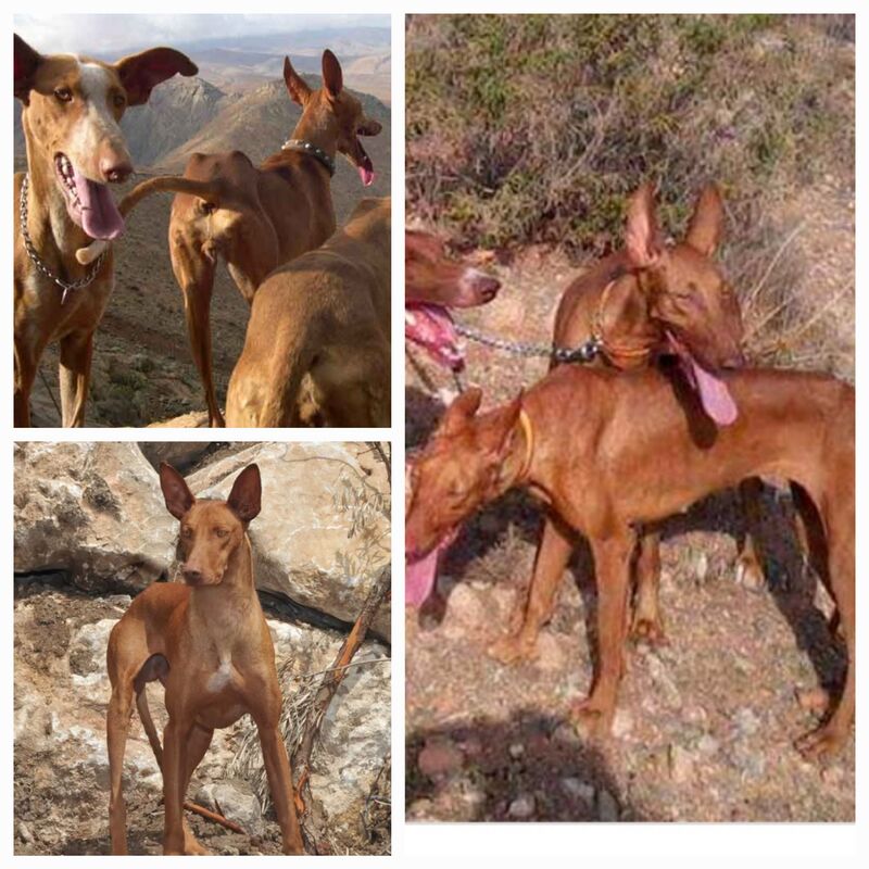 perros 