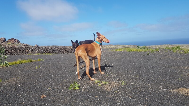 Perros de caza con correa