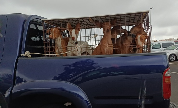 perros de caza en coche