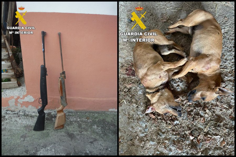 Las dos armas de fuego intervenidas y los dos perros hallados muertos con impactos de proyectil en la cabeza, en imágenes facilitadas por la Guardia Civil / Foto: Guardia Civil