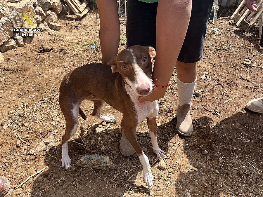 Uno de los podencos revisados por los agentes durante la inspección de la finca de Telde, en Gran Canaria / Foto: Guardia Civil