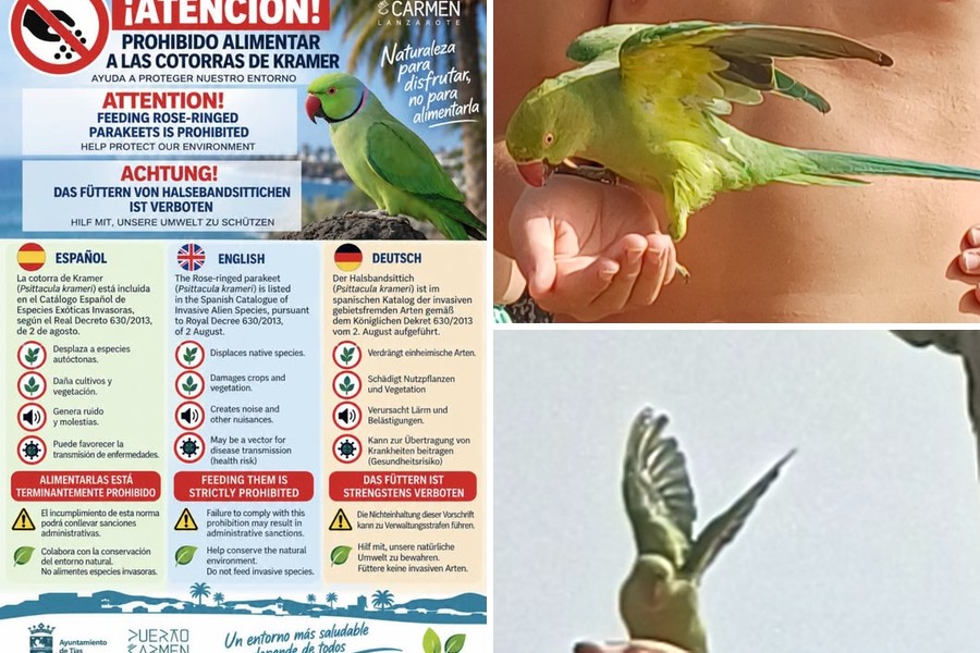 Cartel de la campaña del Ayuntamiento de Tías y una cotorra de Kramer alimentada a mano en Puerto del Carmen / Fotos: Ayuntamiento de Tías y Elpejeverde.com