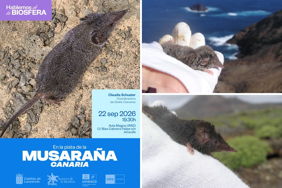 Cartel de la conferencia y dos ejemplares de musaraña canaria capturados durante el trabajo de campo en Montaña Clara y en el entorno del volcán de La Corona / Fotos: Cabildo de Lanzarote
