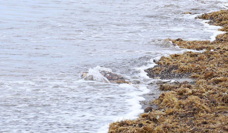 Una tortuga liberada regresa al mar en la playa de Guacimeta, durante la suelta organizada por el Cabildo de Lanzarote por el Día Mundial de las Tortugas Marinas / Foto: Cabildo de Lanzarote
