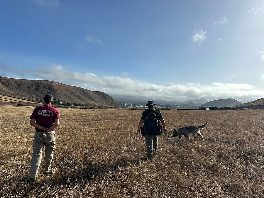 Un agente de Medio Ambiente y la guía de la Unidad Canina de Gesplan, con uno de los perros especializados, durante las labores de inspección en terrenos cinegéticos de Lanzarote / Foto: Cabildo de Lanzarote